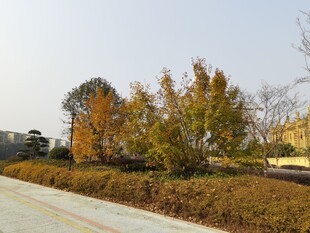 秋日路边多彩树木景观