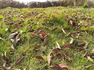 草地上的枯叶与绿植