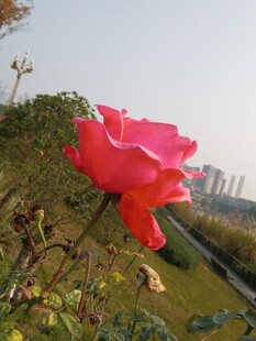 娇艳红玫瑰绽放于城市边