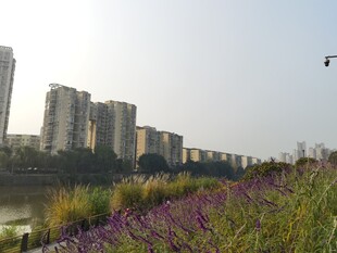 城市河畔花海与高楼景观