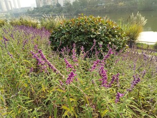 紫色花丛中的绿植景观