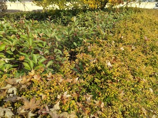 秋日斑斓植物景观