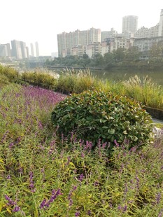 城市边的多彩花卉景观