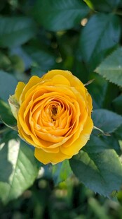 黄色娇艳月季花特写