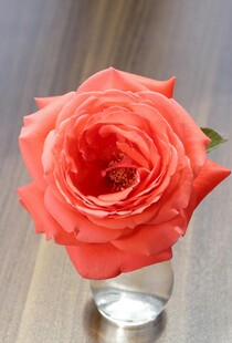 玻璃杯中娇艳的粉红色玫瑰