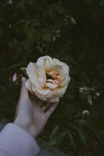 手捧淡黄玫瑰