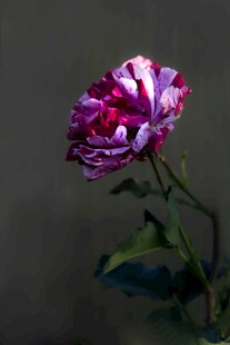 紫色绚烂菊花特写