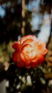 娇艳红玫瑰绽放于林间