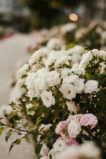娇艳盛放的白色粉色花卉