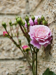 墙边绽放的柔美粉色玫瑰