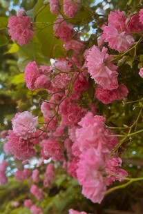 娇艳粉色花朵绽放枝头