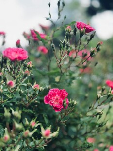 娇艳盛放的粉色花丛