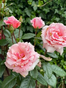 娇艳粉色玫瑰绽放