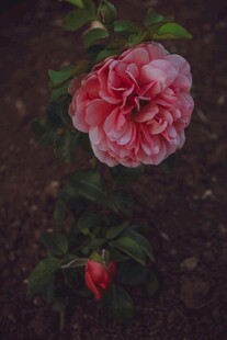 娇艳双色玫瑰绽放