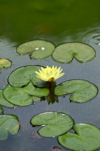 水中绽放的黄色睡莲