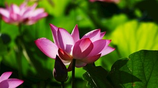 娇艳荷花绽放绿叶间