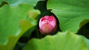 含苞待放的娇艳荷花