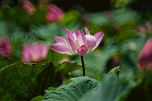 娇艳荷花绽放于绿叶间