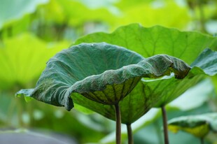 夏日荷叶特写