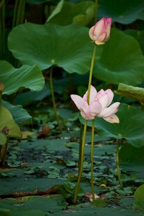 两朵绽放的粉色荷花