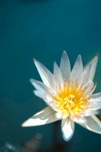 白色睡莲特写