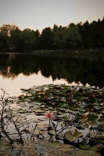 湖畔黄昏睡莲静美景色