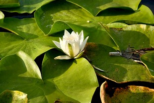 水中白睡莲绽放于绿叶间