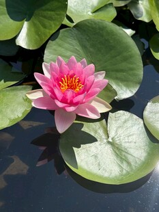 水中绽放的娇艳粉色睡莲