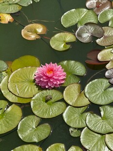 水中绽放的娇艳粉色睡莲