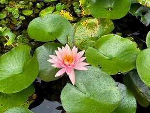 水中绽放的娇艳粉色睡莲