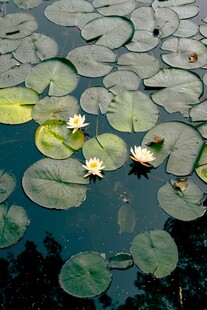 池塘中的睡莲与荷叶