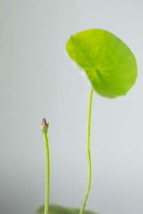 嫩绿浮萍小芽特写