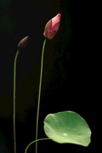 两朵含苞待放的娇艳荷花