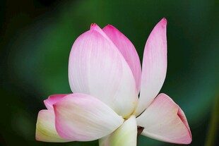 娇艳绽放的粉色荷花