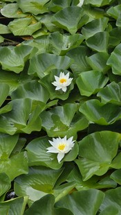 水面上绽放的白色睡莲