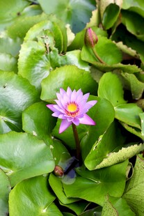 水中绽放的美丽紫睡莲