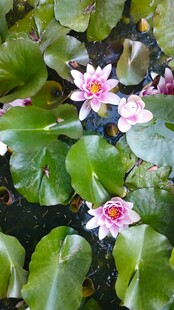 水中绽放的美丽睡莲