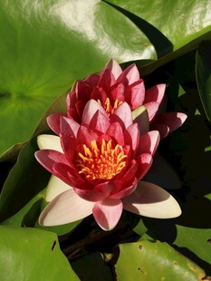 娇艳睡莲绽放于绿叶间