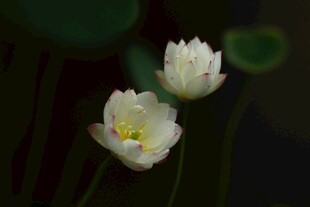 两朵绽放的清新白荷花