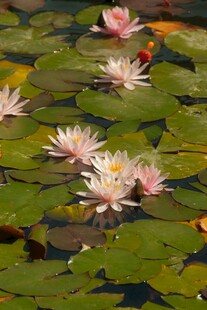 水中绽放的美丽粉色睡莲