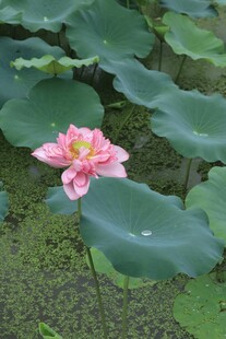 粉色荷花绽放于荷叶间