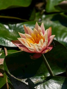 娇艳睡莲绽放于绿叶间