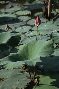 荷塘初绽的粉嫩荷花