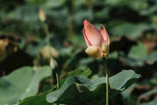 娇艳荷花绽放于绿叶间