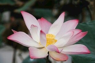 娇艳盛开的粉色荷花