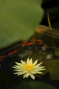 水中绽放的黄色睡莲