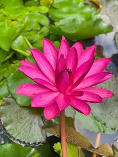 娇艳粉色睡莲绽放