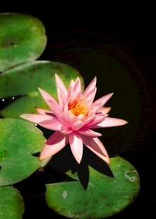 粉色睡莲绽放于荷叶间