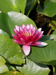 娇艳睡莲绽放于绿叶间