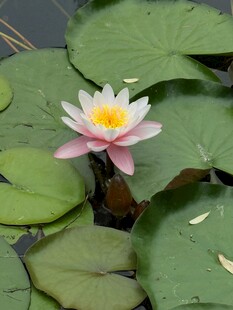 粉色睡莲绽放于荷叶间